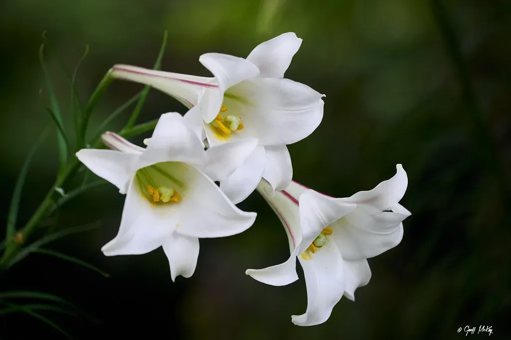 Lilies: The Silent Killer Lurking in Your Bouquet (Image Credits: Flickr)