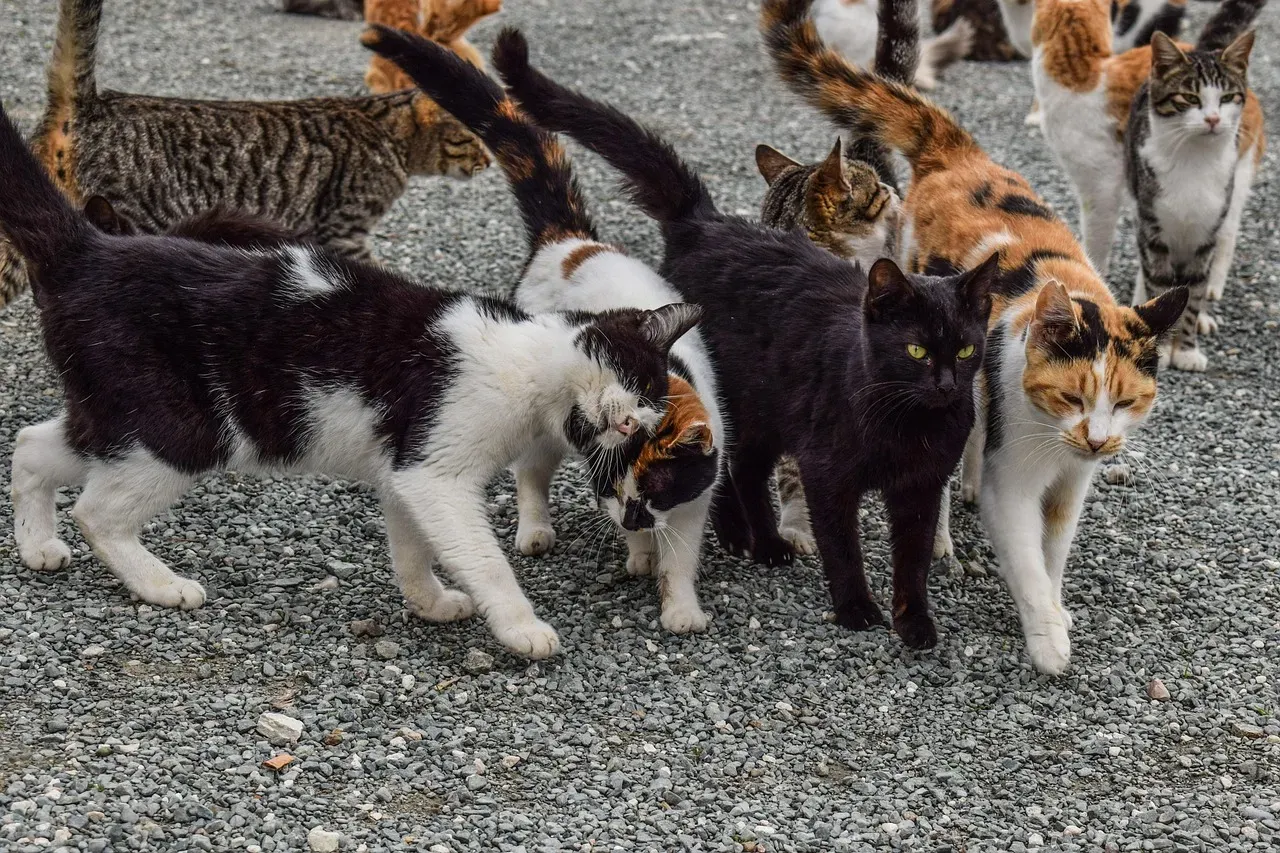 Feral Cats Build Complex Social Worlds of Their Own (Image Credits: Pixabay)
