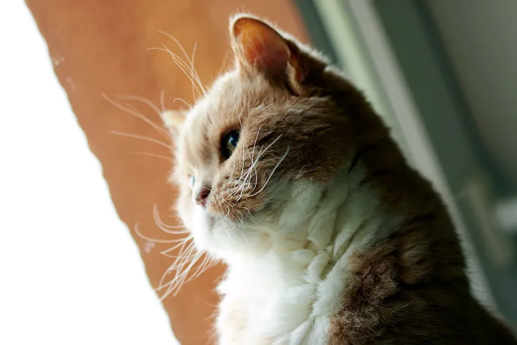 Focused Attention: The Meditation of Observation (Image Credits: Flickr)