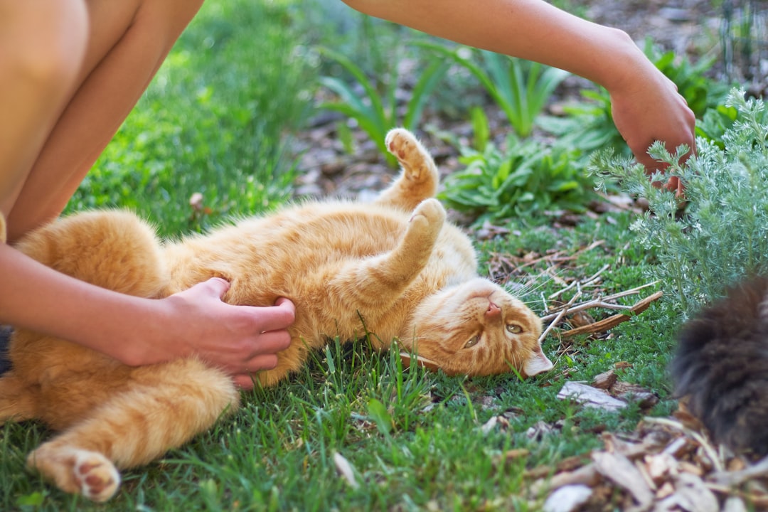 Showing You Their Belly (Image Credits: Unsplash)