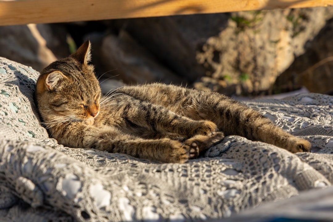 Cats Are Completely Nocturnal Creatures (Image Credits: Unsplash)