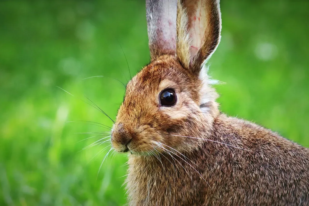 4. Its Life Is Deeply Tied to One Single Prey Animal (Image Credits: Pixabay)