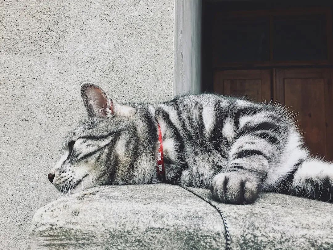 Finding Peace in a Noisy World (Image Credits: Unsplash)