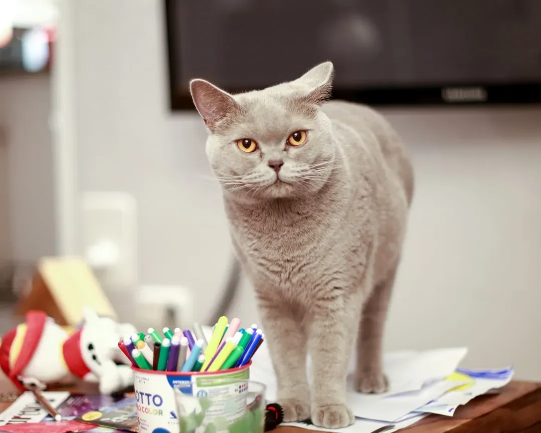 1. Pens, Pencils, and Small Objects: Your Cat’s Miniature Prey Practice (Image Credits: Unsplash)