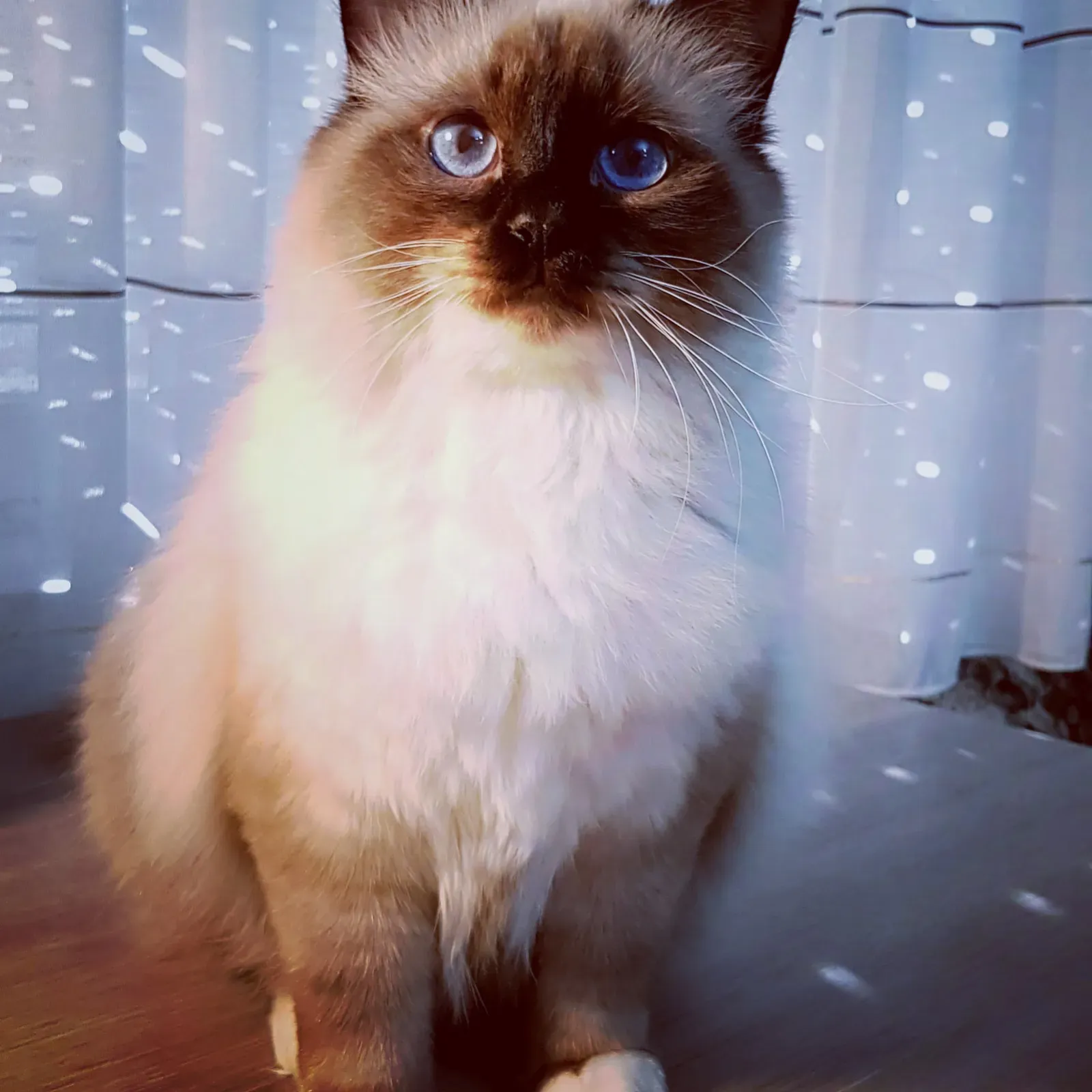 Birman: The Silky Snuggle Expert (Image Credits: Wikimedia)