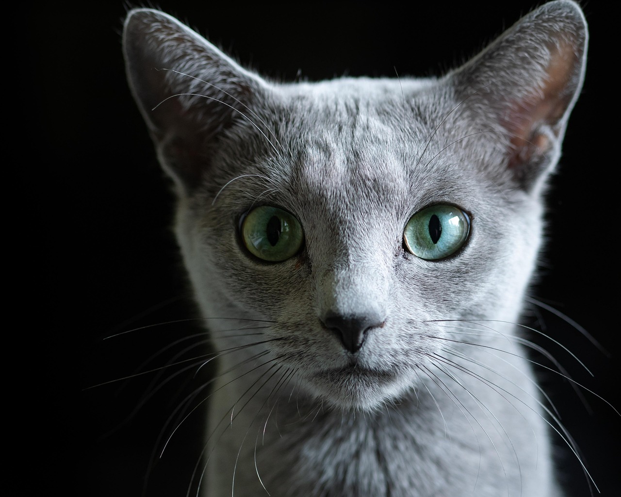 Russian Blue: The Gentle Guardian (Image Credits: Pixabay)