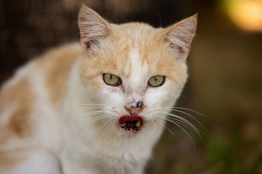 The Silent Epidemic Hiding in Your Cat's Mouth (Image Credits: Unsplash)
