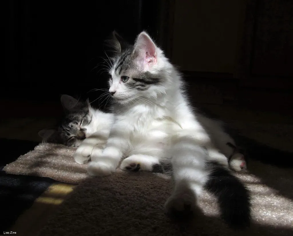 The Trill: A Friendly Invitation (Image Credits: Flickr)