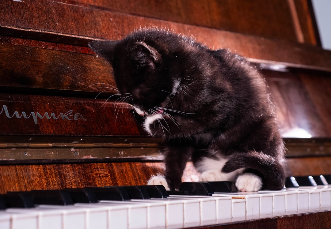 Piano-Playing Cat Creating Accidental Rhythms (Image Credits: Unsplash)