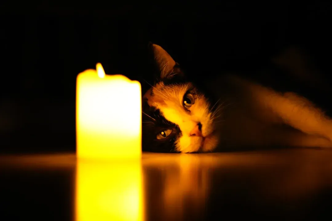 Your Scented Candles and Cleaning Products Could Be Torture (Image Credits: Unsplash)