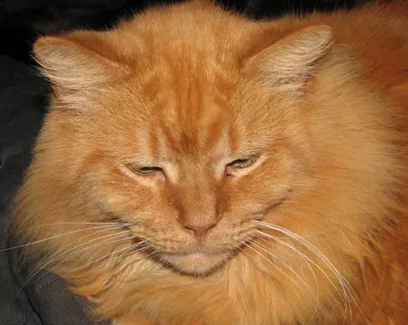 When Purring Doesn't Mean What You Think (Image Credits: Flickr)