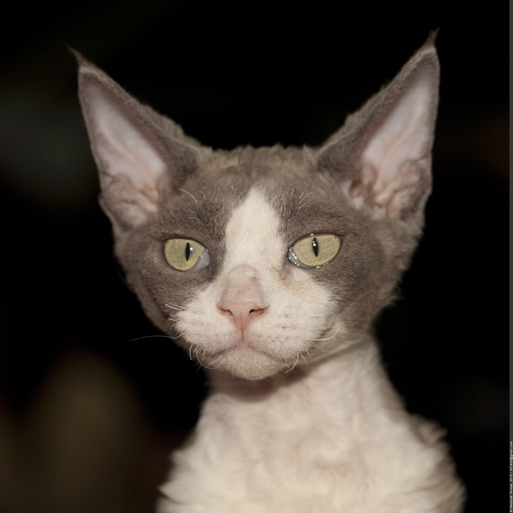 They Feel Surprisingly Warm to the Touch Due to Their Unique Coat Structure (Image Credits: Flickr)