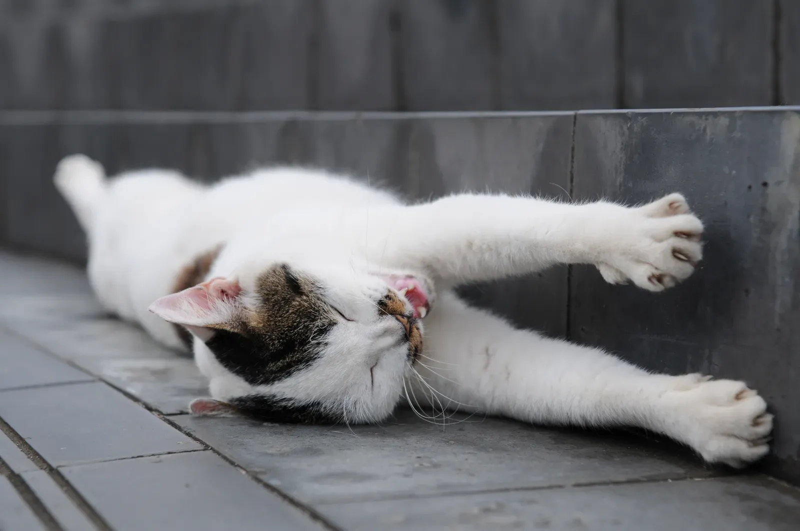 Scratching Your Furniture Is Their Personal Gym Session (Image Credits: Wikimedia)