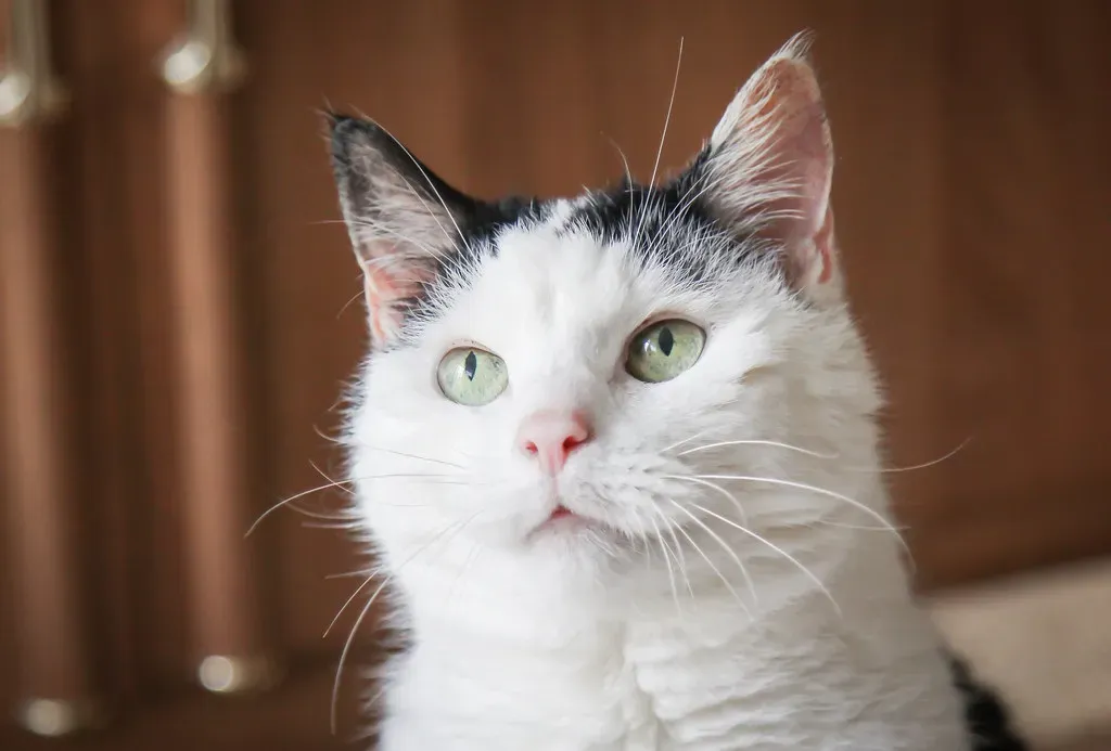 They Still Have Plenty of Years to Share With You (Image Credits: Flickr)