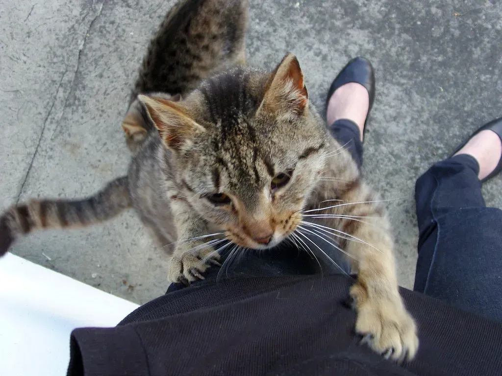 They Demand Attention By Climbing on You (Image Credits: Flickr)