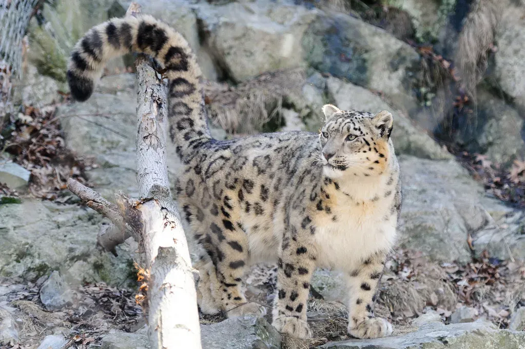 #2: Massive Tails Work Like Balancing Poles and Mountain Blankets (Eric Kilby, Flickr, CC BY-SA 2.0)