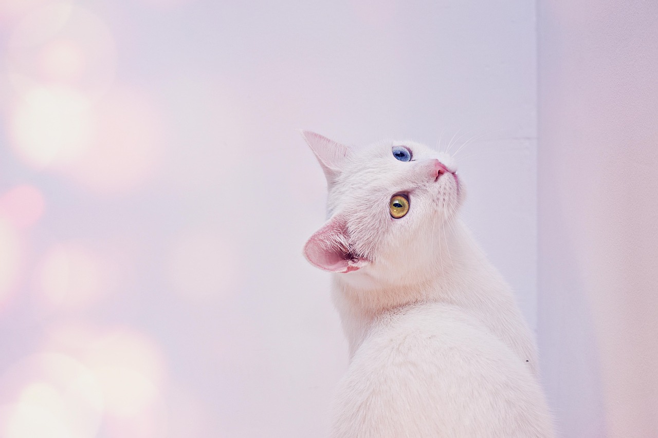 Turkish Angora - The Elegant Escape Artist (Image Credits: Pixabay)