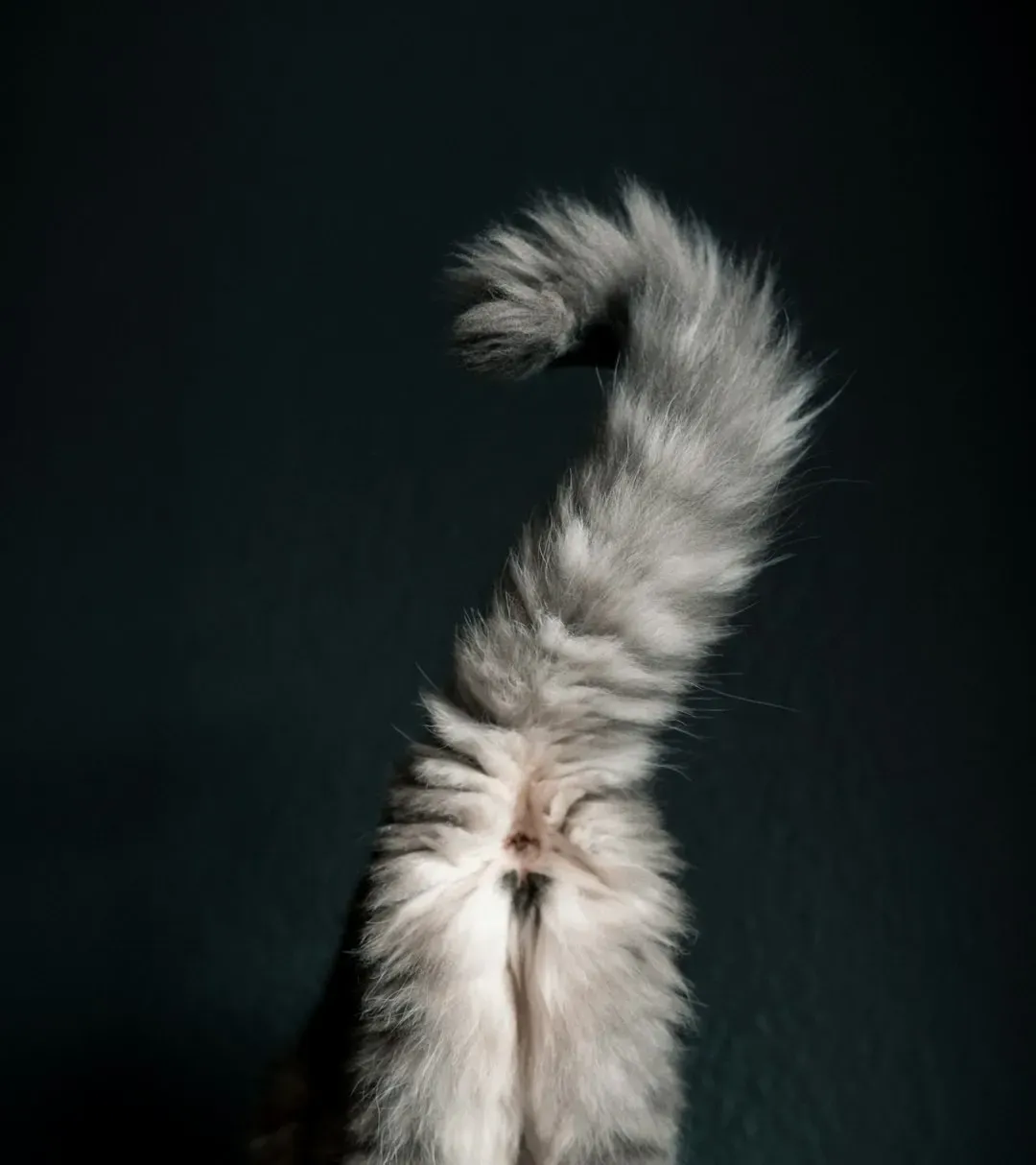 #1 - The Slow Blink Tail Curl (Image Credits: Unsplash)
