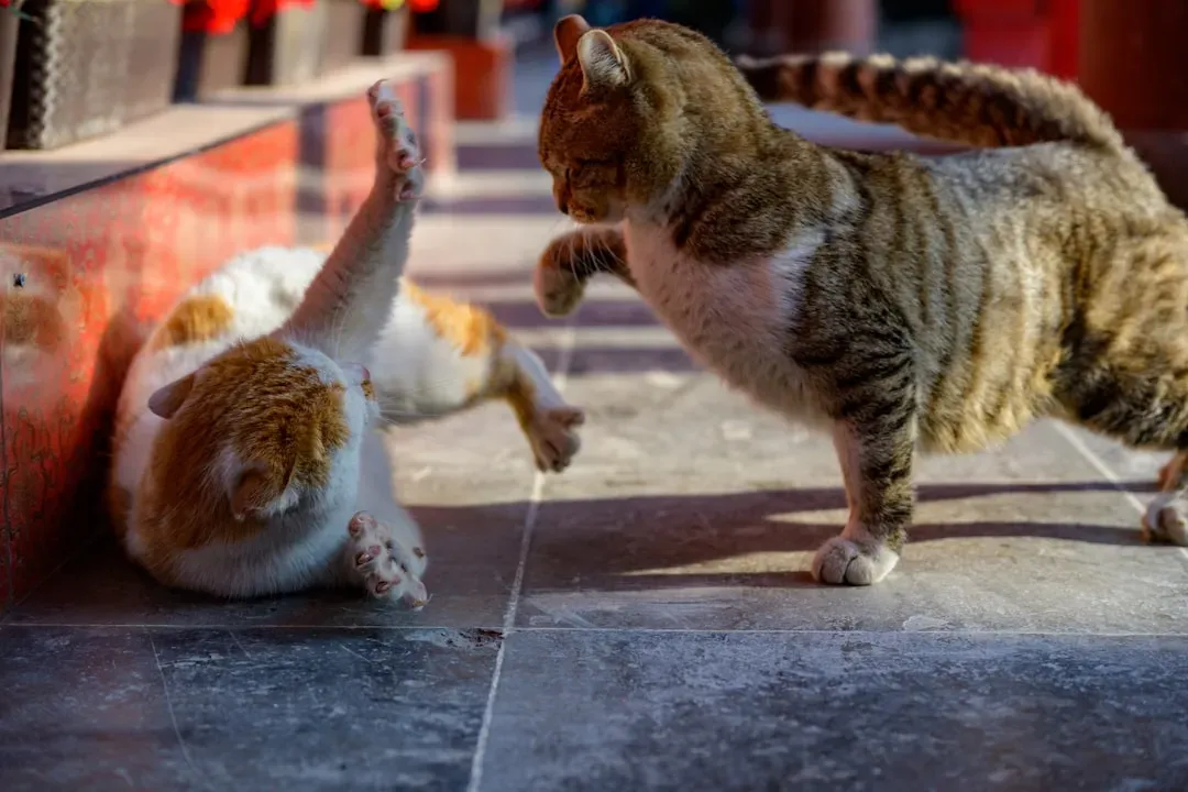 6. Unusual Aggression Toward People or Other Pets (Image Credits: Unsplash)