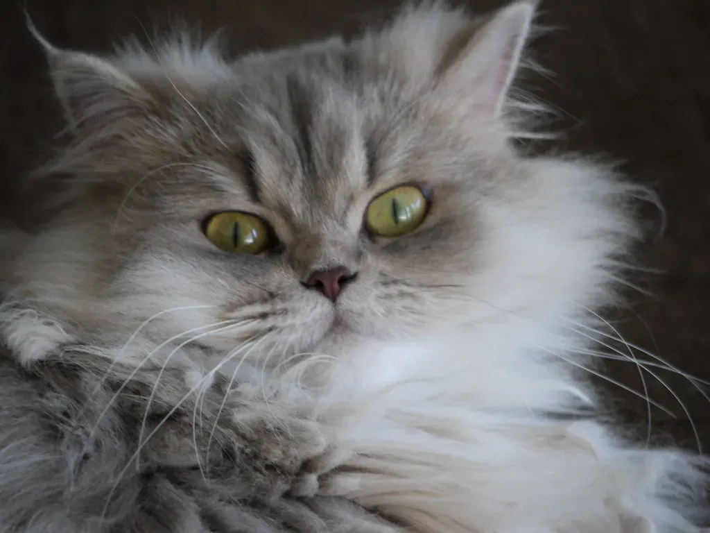 Can You Help Manage Your Cat's Zoomies? (Image Credits: Flickr)