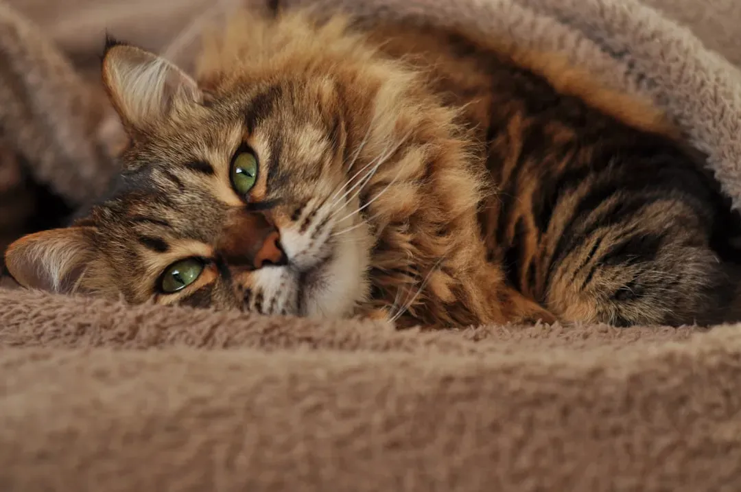 Conclusion: Your Home Has a Personality Too (Image Credits: Unsplash)