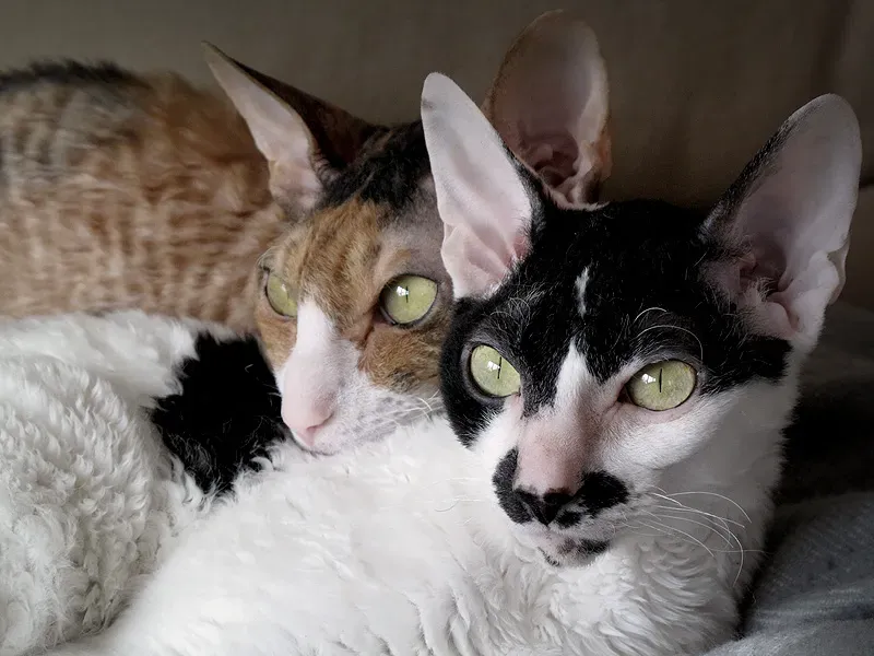 Cornish Rex: The Perpetual Kitten (Image Credits: Wikimedia)