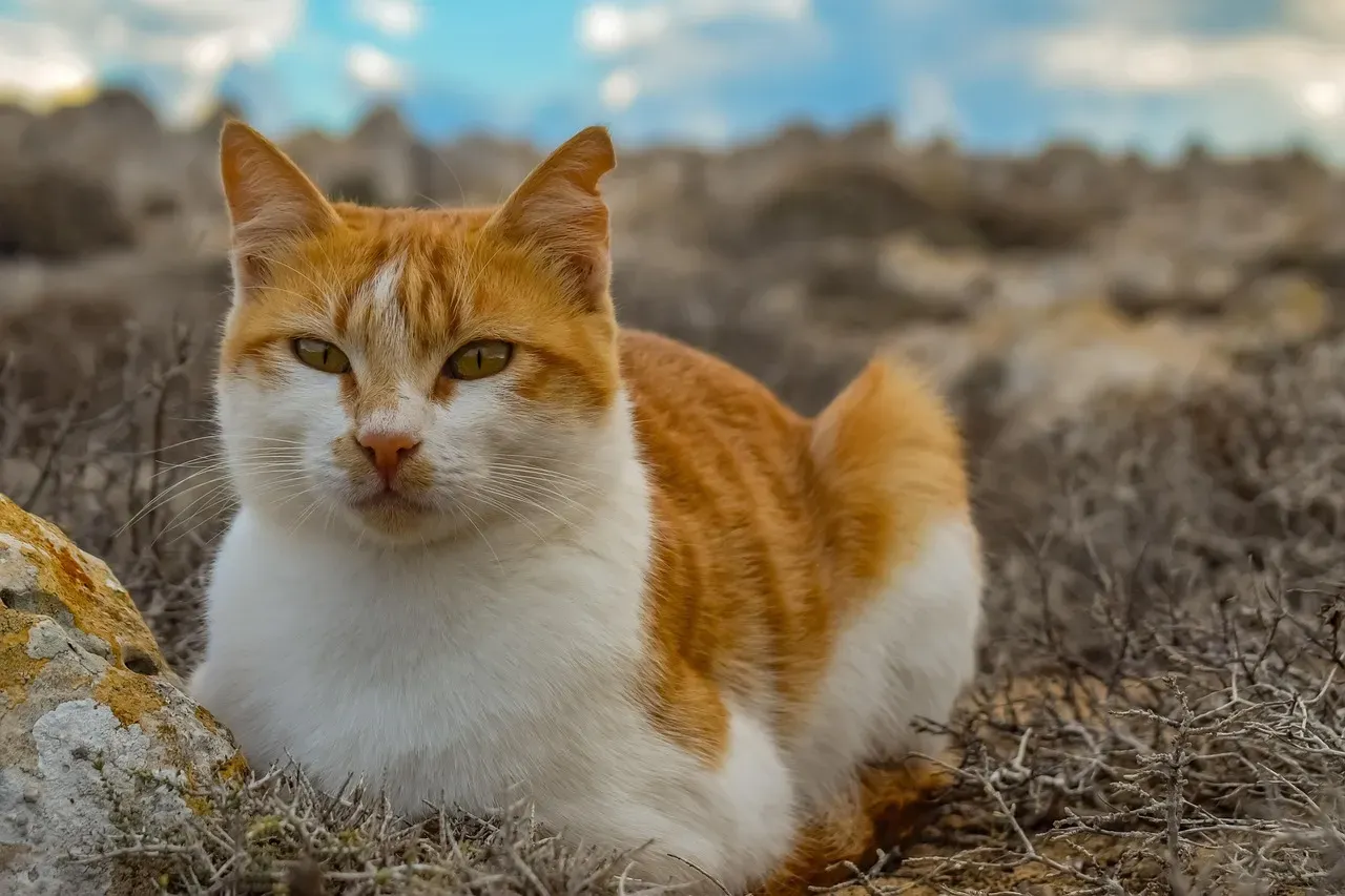 #8 The Bigger Picture: Cats as Quiet, Careful Social Thinkers (Image Credits: Pixabay)