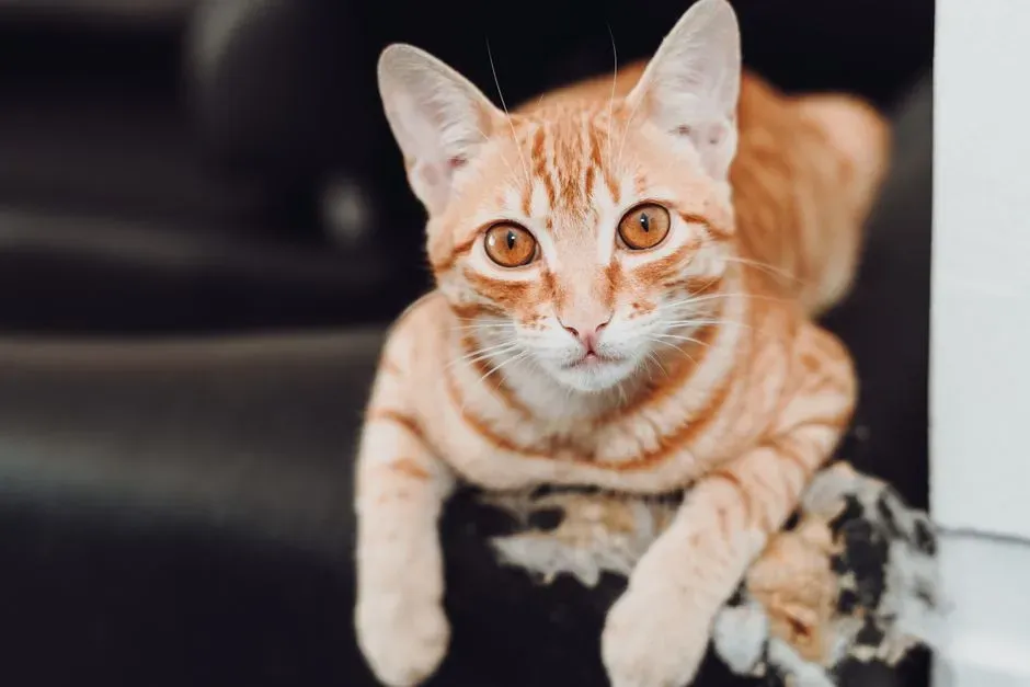 12. They Get A Bit Mischievous When You’re Gone More Than Usual (Image Credits: Pexels)