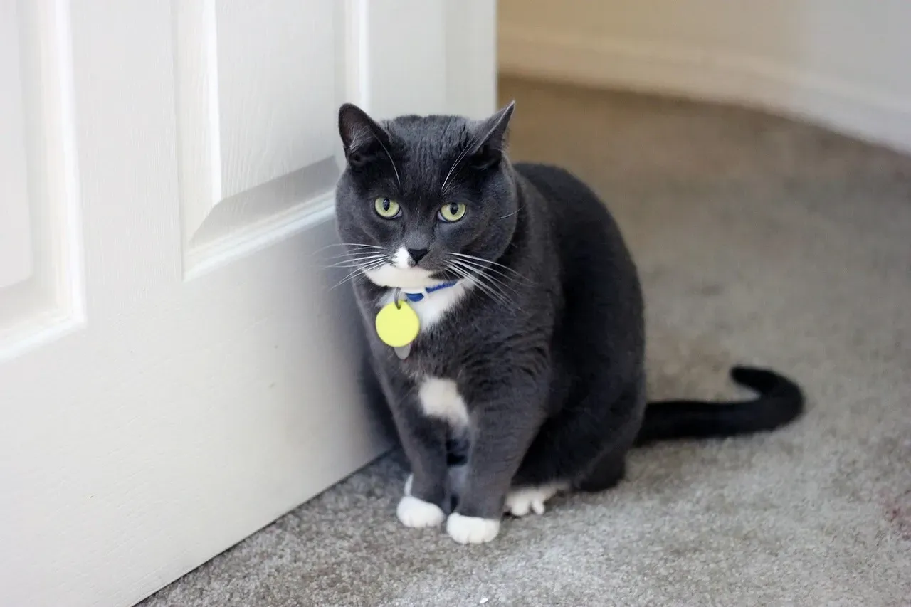 #1 She's Keeping Watch Without Committing to the Room (Image Credits: Pixabay)