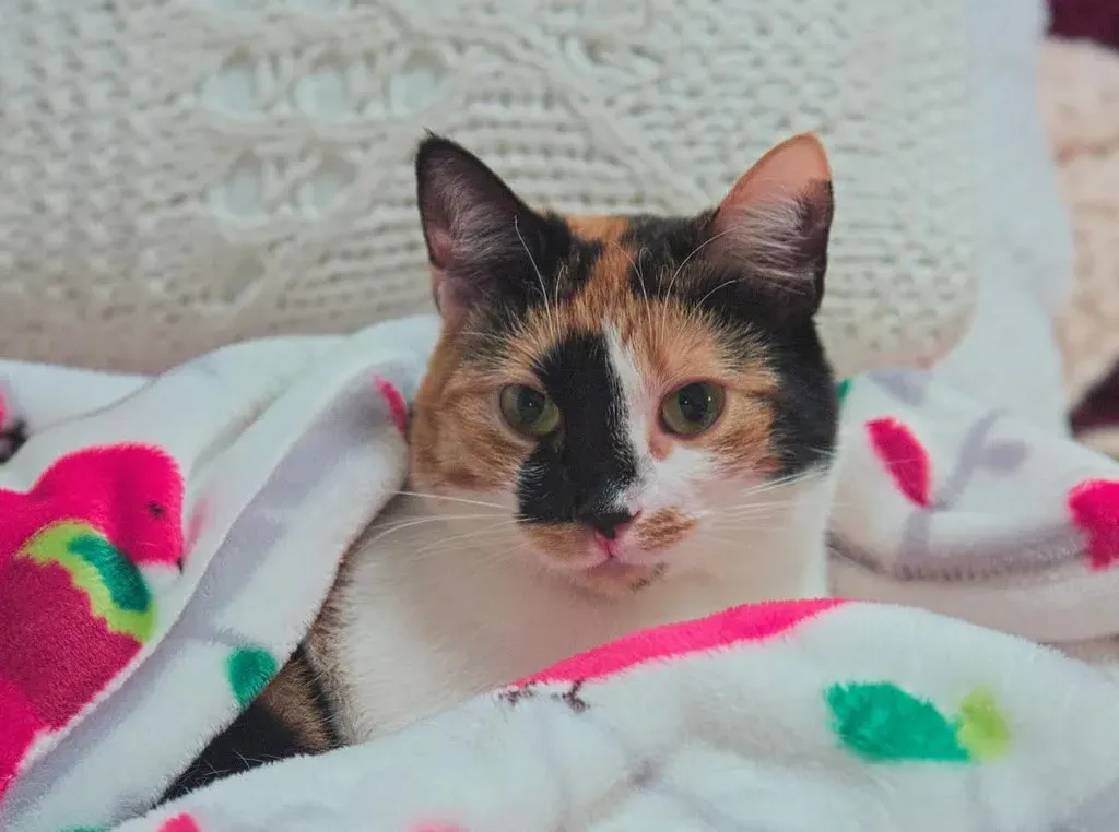 The Scent of You They Adore (Image Credits: Flickr)