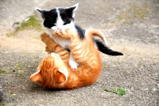4. Wrestling and Play-Fighting: Learning Limits and Social Skills (Imported from 500px (archived version) by the Archive Team. (detail page), CC BY 3.0)