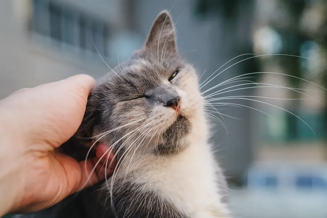 8. Your Cat's Purring Is a Form of Connection That Benefits You Both (Image Credits: Unsplash)