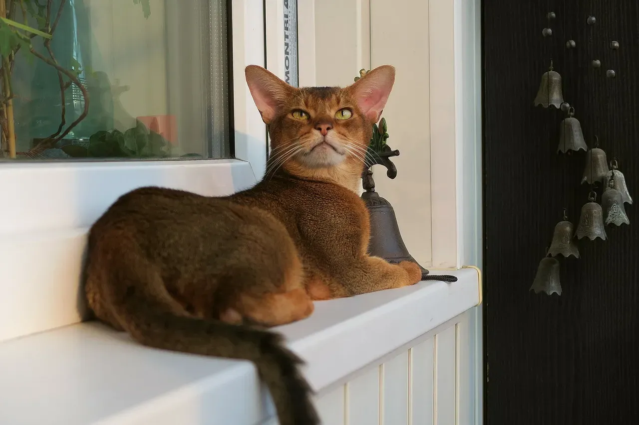 #3 Abyssinian (Image Credits: Pixabay)