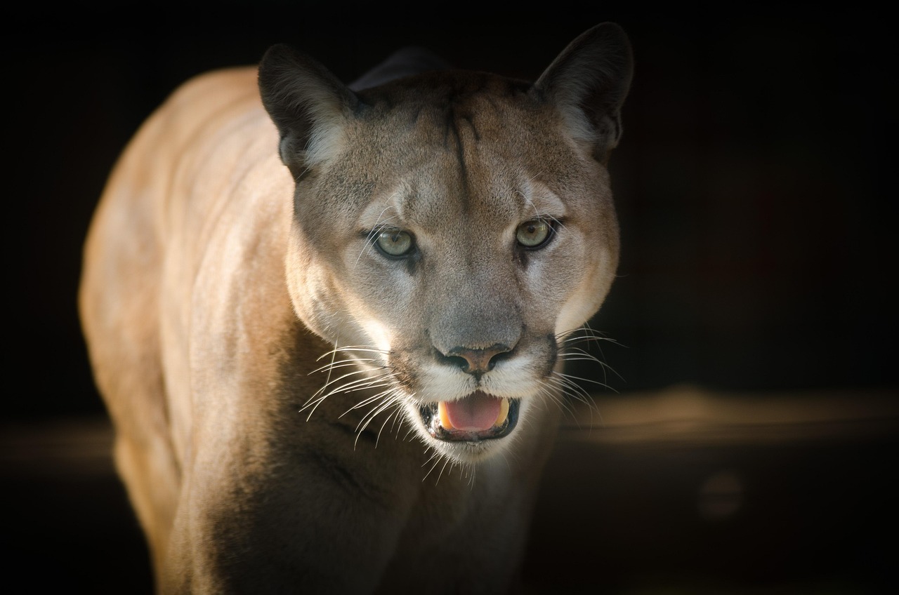 Pumas Cannot Roar Like True Big Cats (Image Credits: Pixabay)