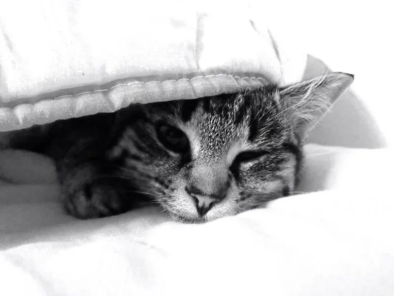#13 - They Stop Hiding When Guests Arrive (By Lucantonucci, CC BY-SA 3.0)