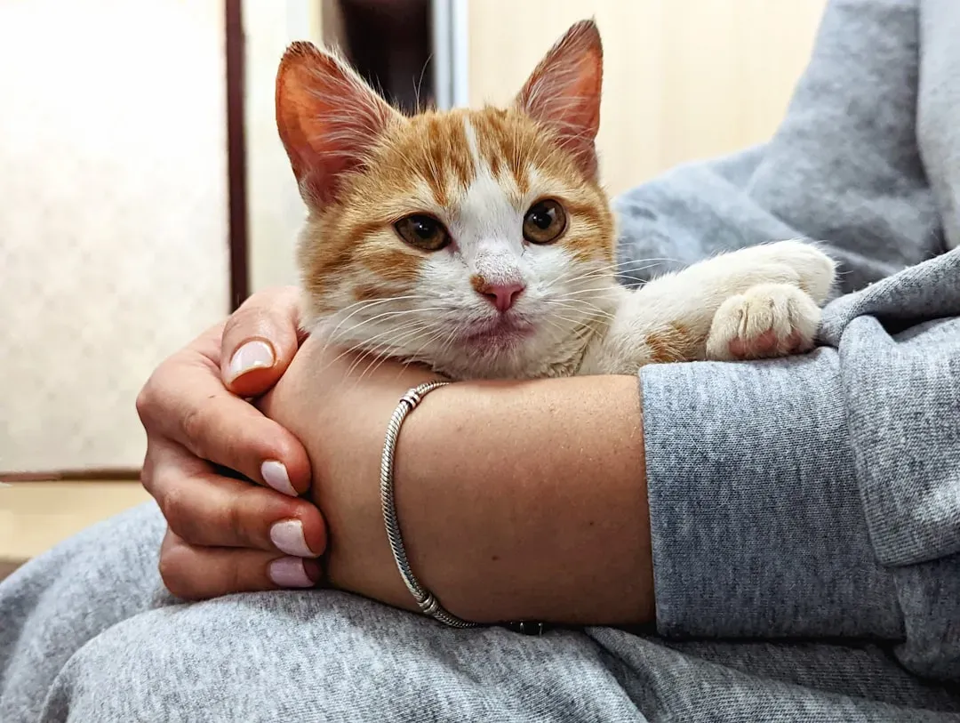 Why Some Cats Avoid Cuddles (And Still Adore You) (Image Credits: Unsplash)