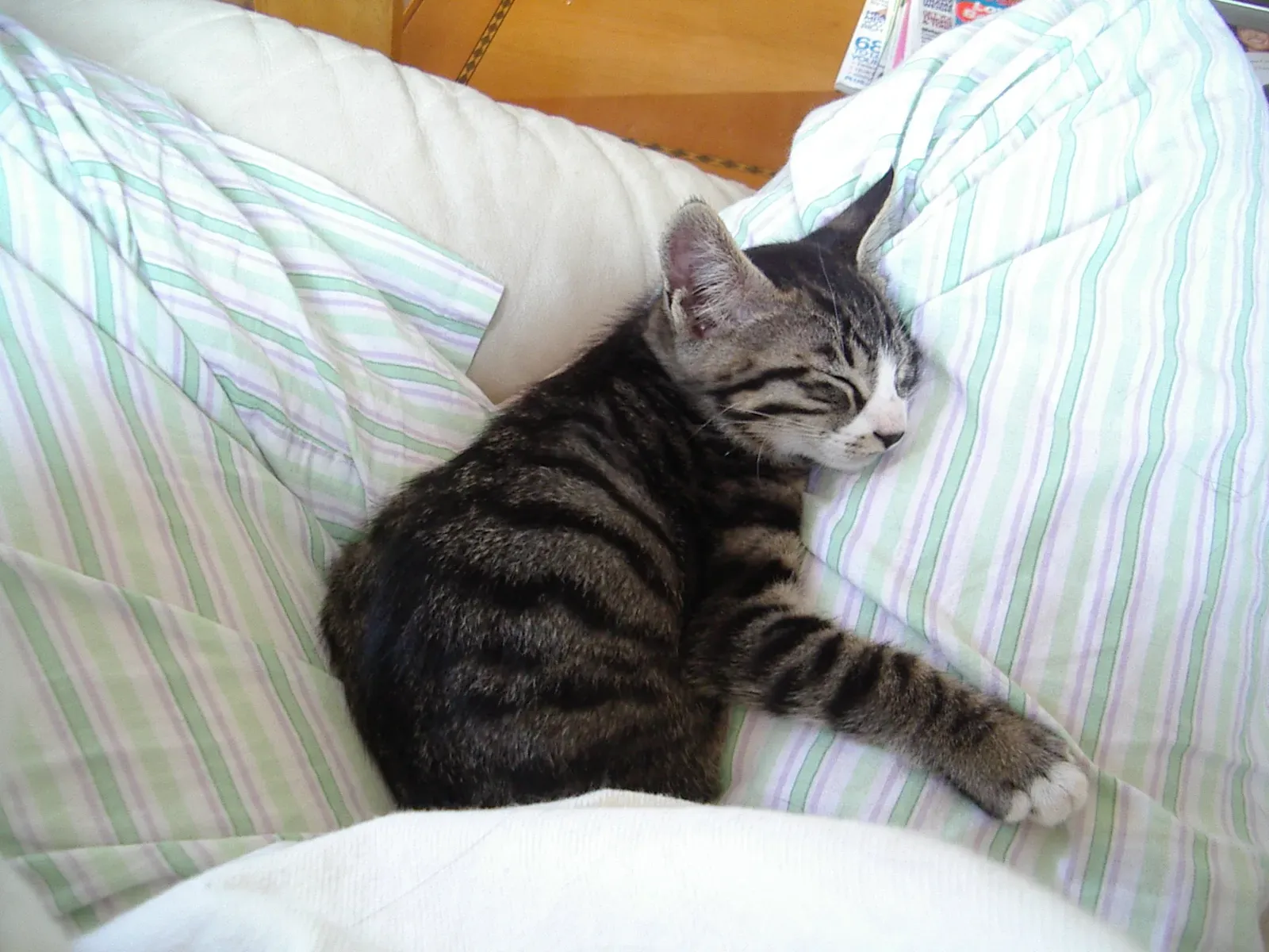 Sleeping Near You or On You (Image Credits: Wikimedia)