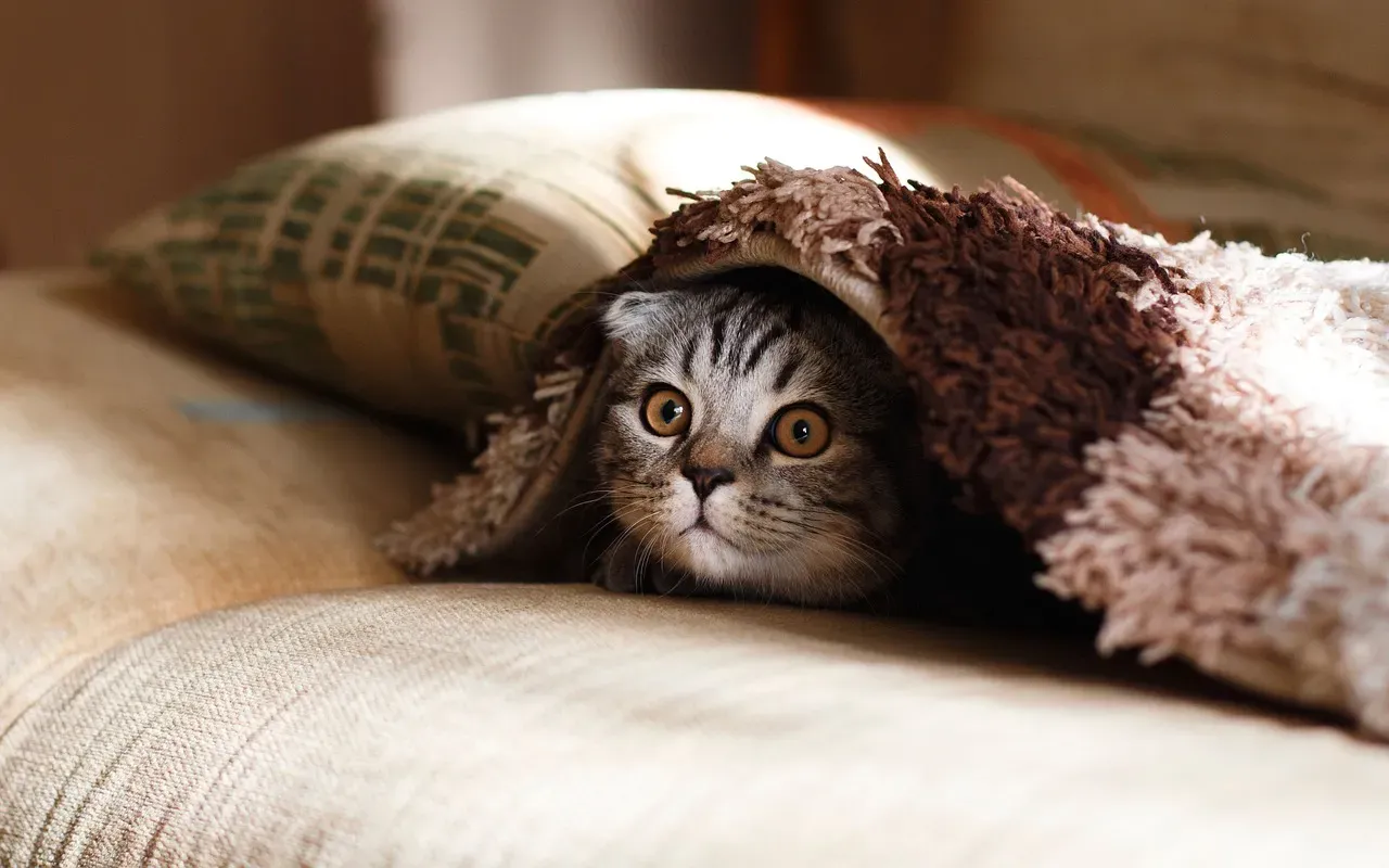 Why Cats Love Blankets in the First Place (Image Credits: Pixabay)