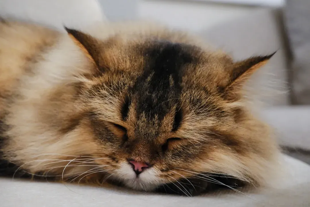 Habit and Routine Have Made It Their Favorite Spot (Image Credits: Unsplash)