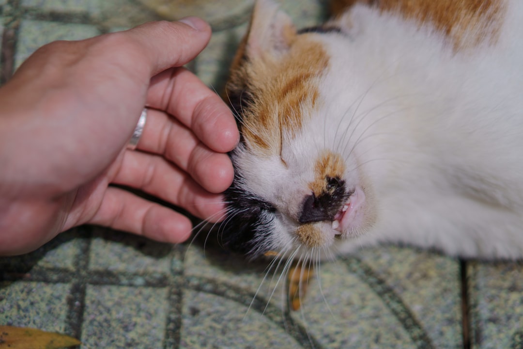 When the Decision Becomes Clear (Image Credits: Unsplash)