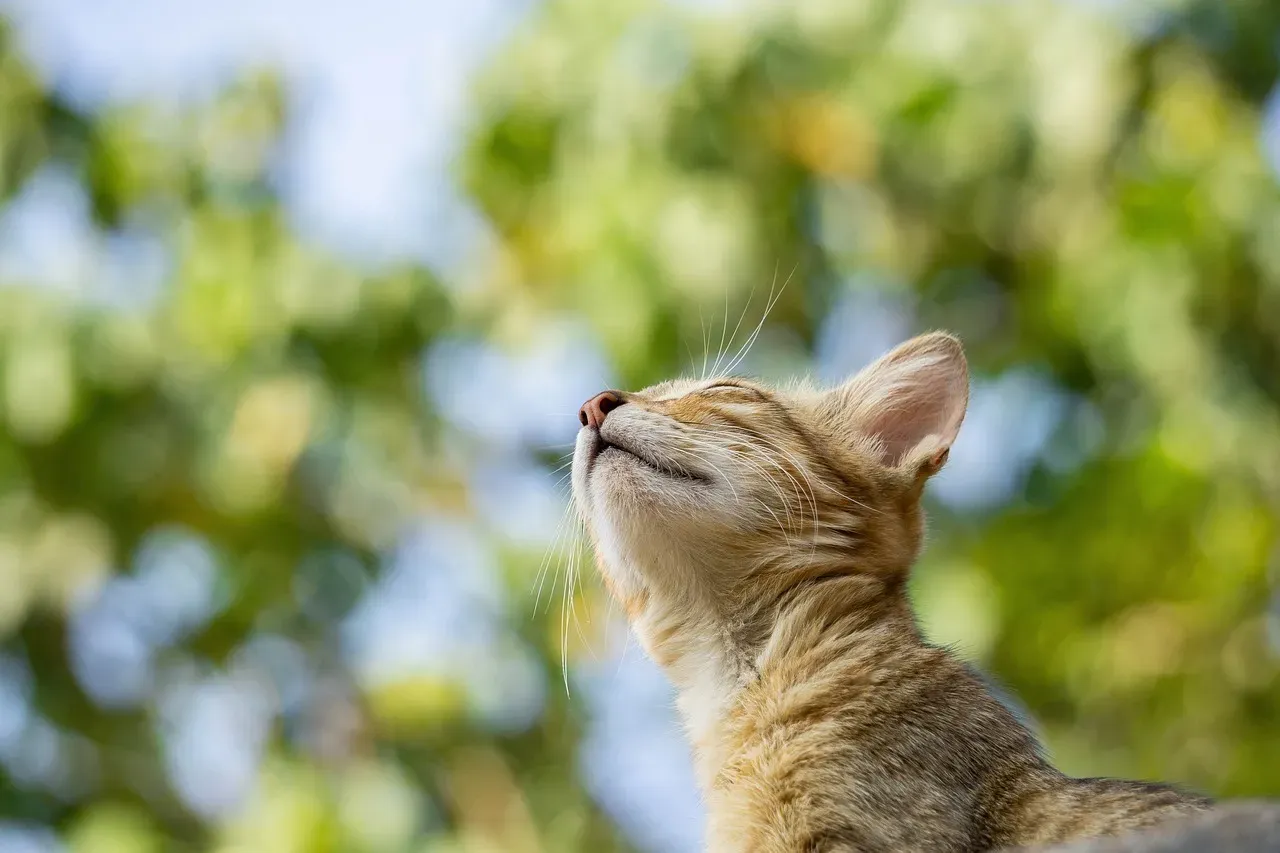 The Science Behind Feline Connection (Image Credits: Pixabay)