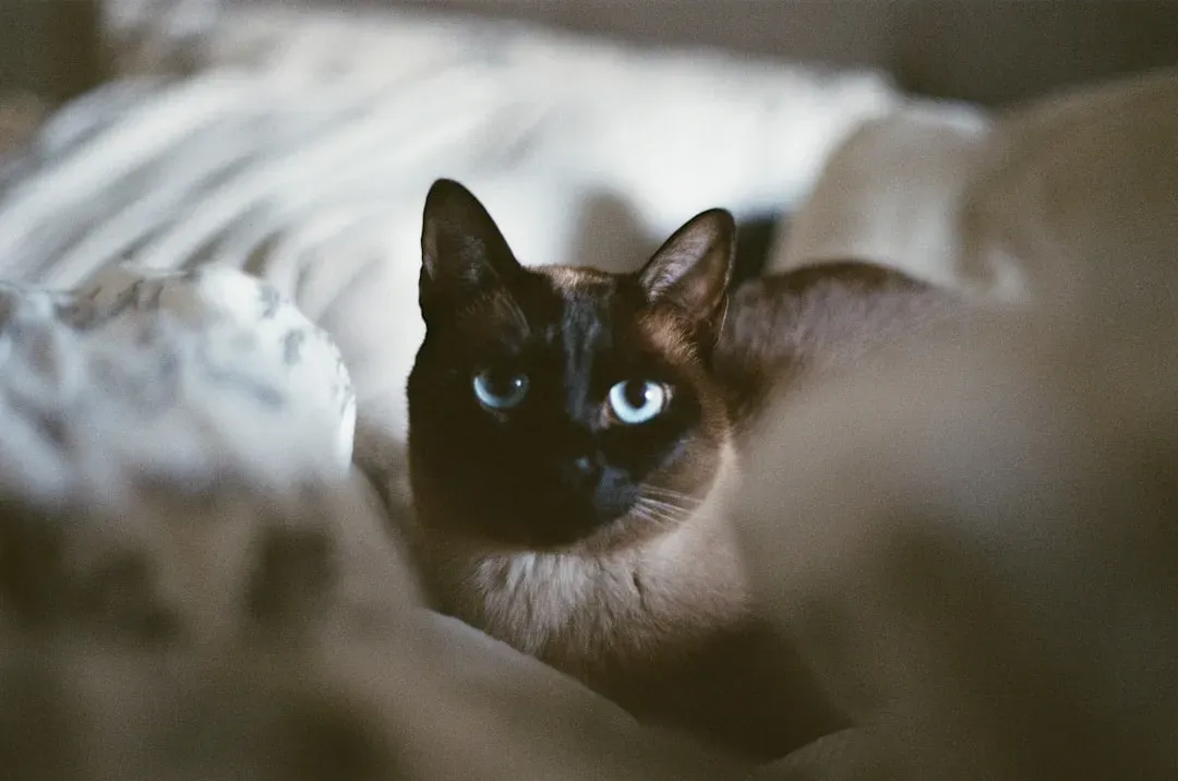 #8 - Tonkinese Cats Read the Room Better Than Most Humans (Image Credits: Unsplash)