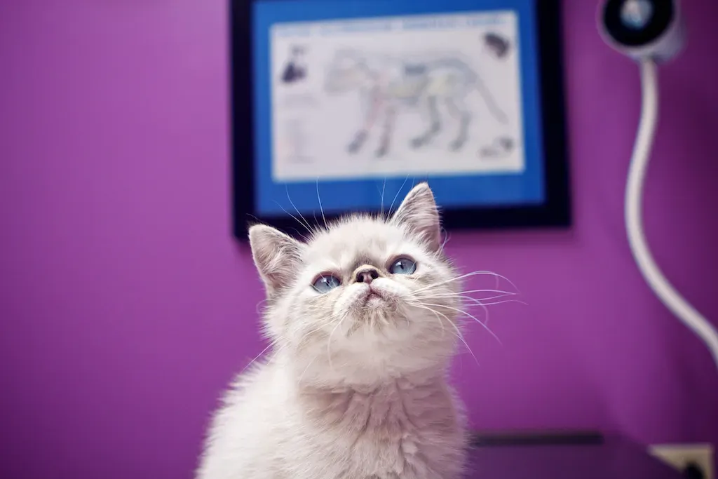 The Path Forward for Delicate Breeds (Image Credits: Flickr)