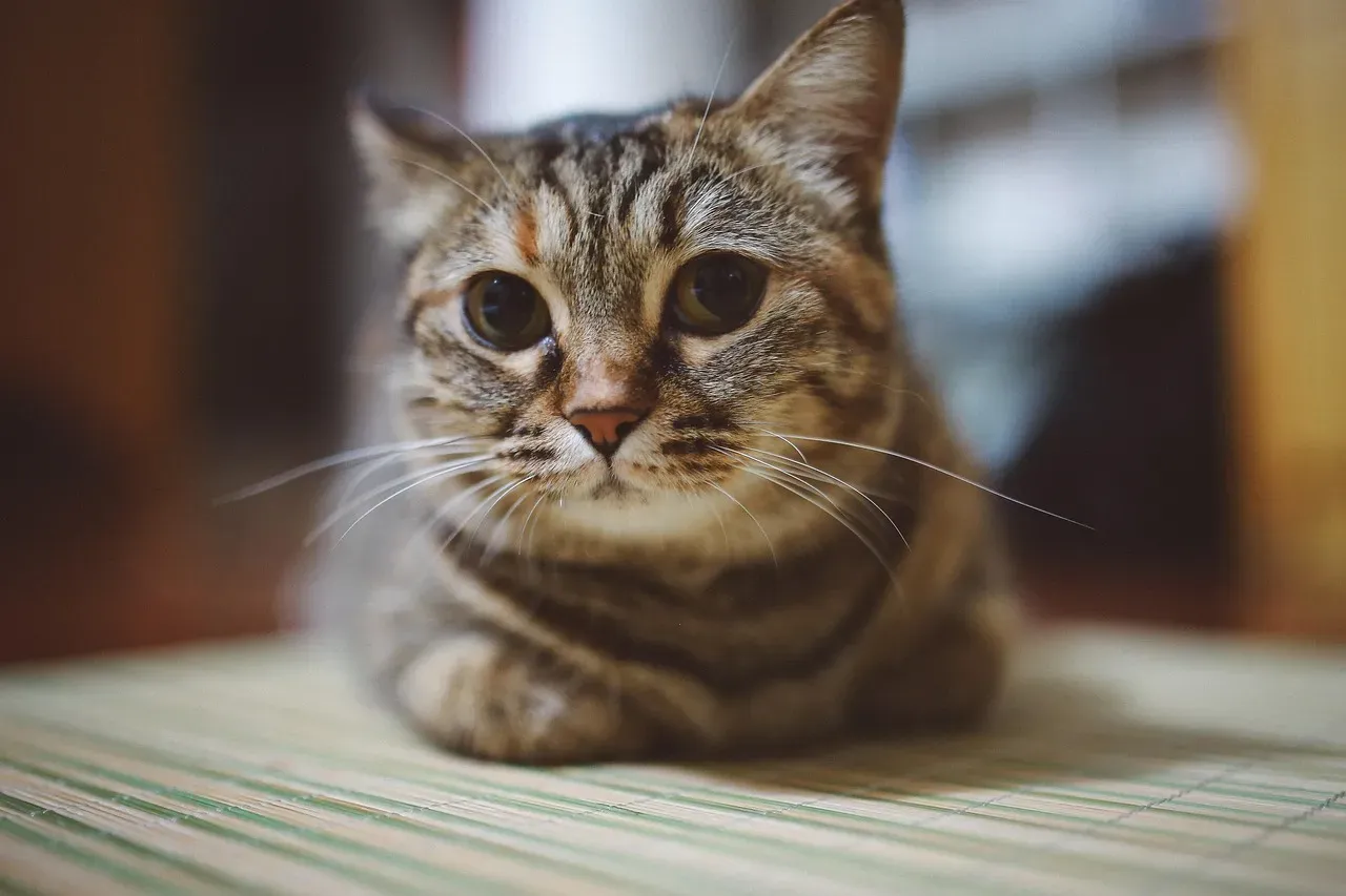 Conclusion (Image Credits: Pixabay)