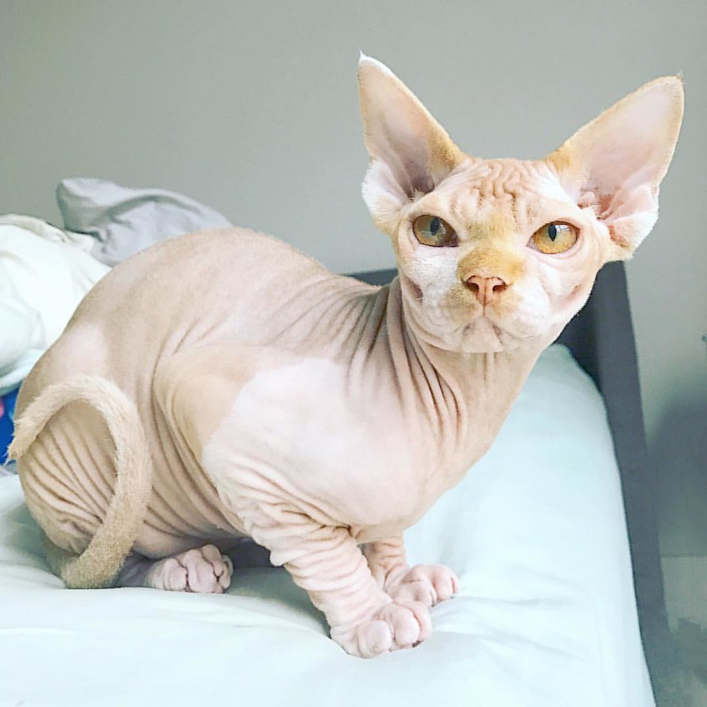 Sphynx: The Naked Attention Seekers (Image Credits: Flickr)