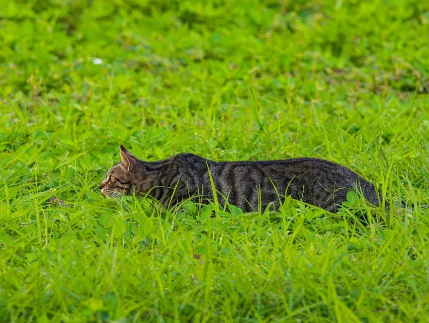 Your Cat Is Wired as a Solitary Hunter, Not a Pack Animal (Image Credits: Pexels)