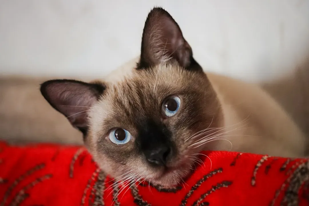 12. Siamese: The Vocal Entertainer (Image Credits: Unsplash)