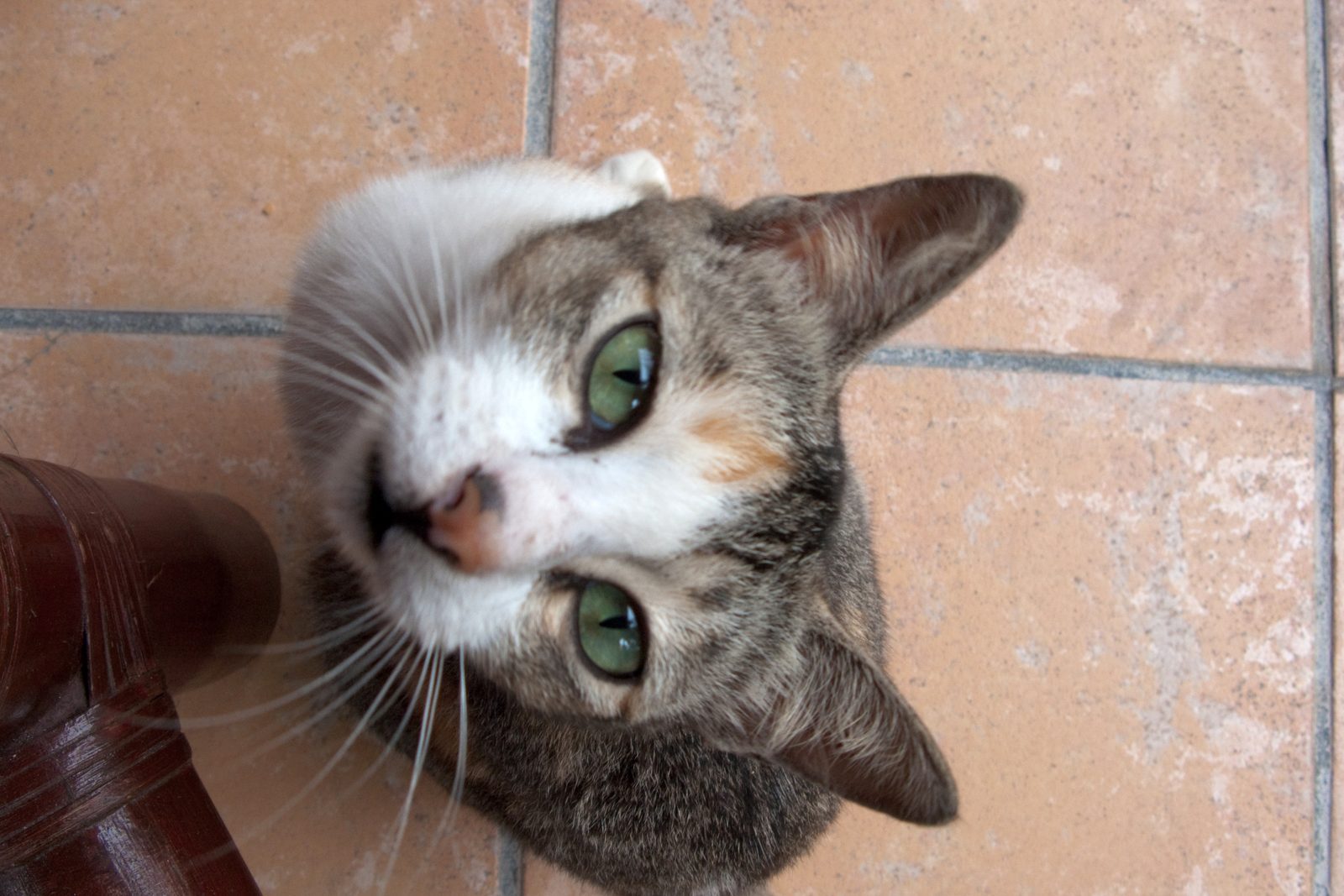 Attention-Seeking Behavior: Your Cat's Silent Request (Image Credits: Wikimedia)