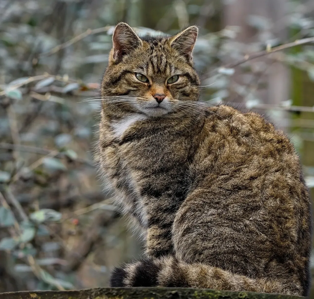 Taurus: Scottish Wildcat (Image Credits: Pixabay)
