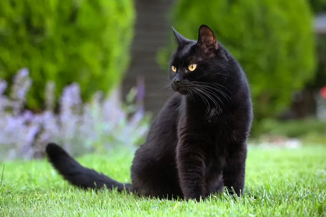 Scorpio: The Bombay's Mysterious Depths (Image Credits: Unsplash)